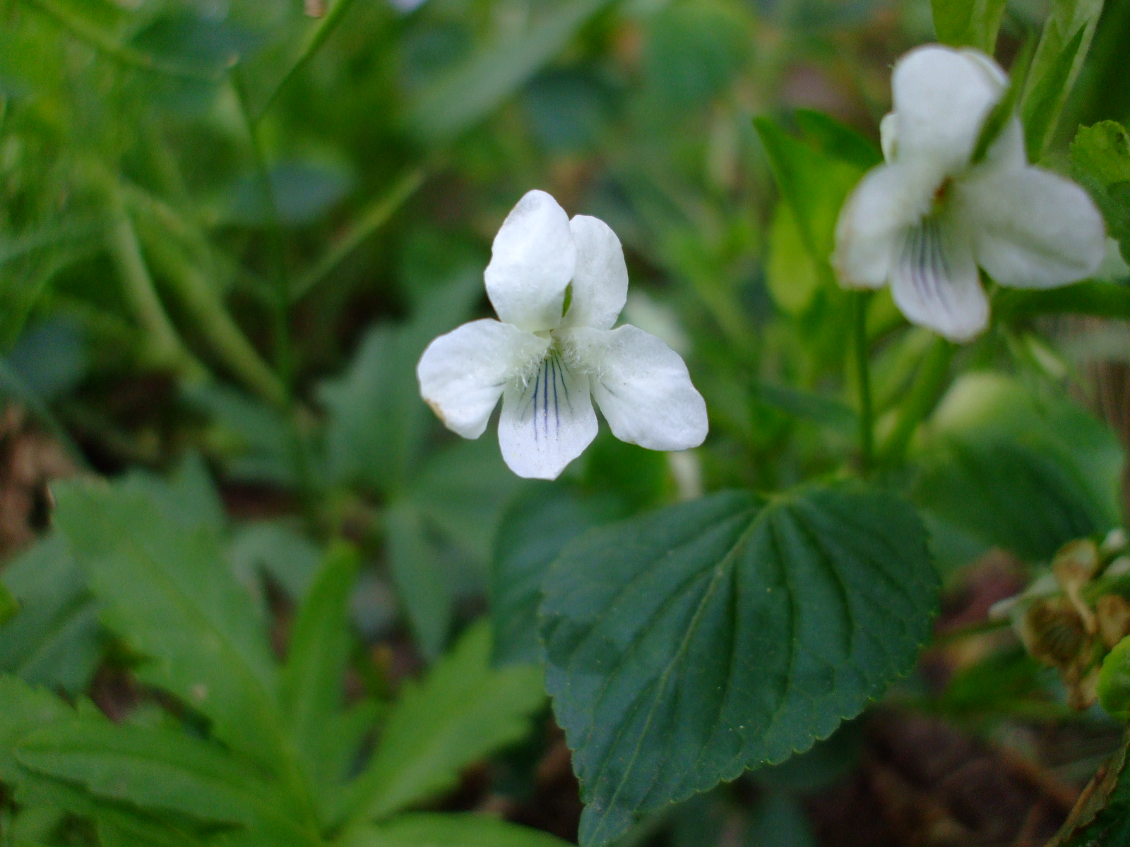 Viola striata